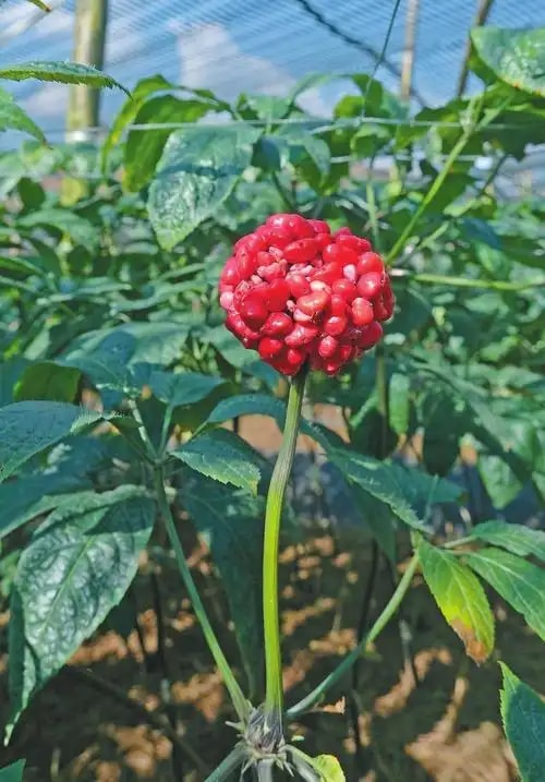 云南文山三七