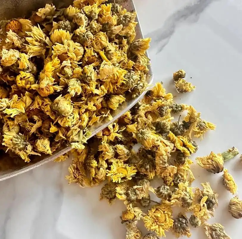 菊花杭白菊饮片